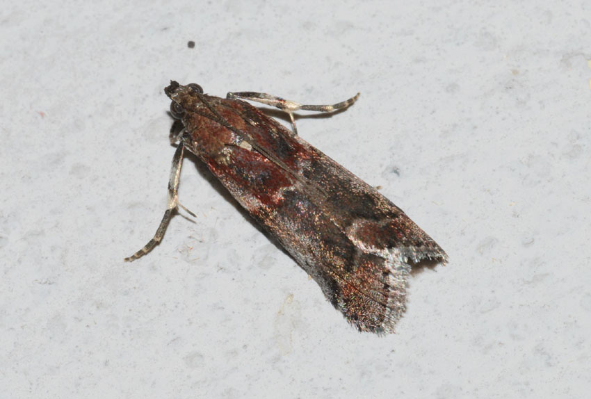 Acrobasis suavella?